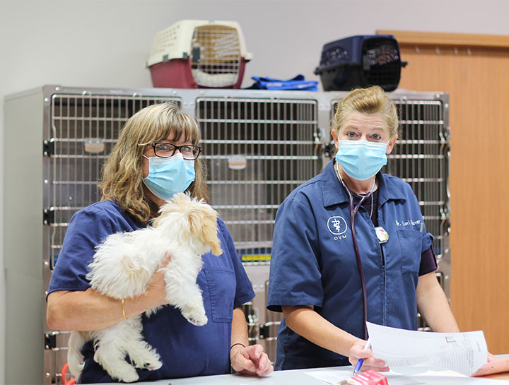Canine Reproduction Veterinarian